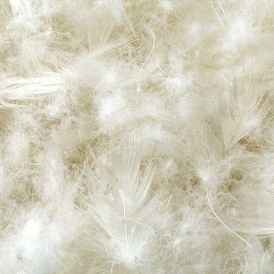 Cotton Encased Down Blend - Furniture Source